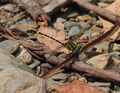Austrogomphus cornutus