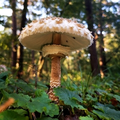 Macrolepiota procera