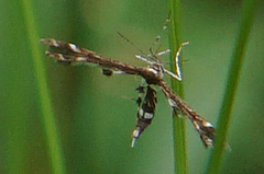 Geina tenuidactylus