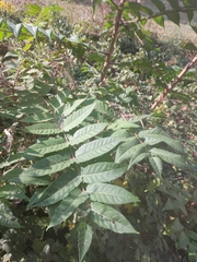 Ailanthus altissima