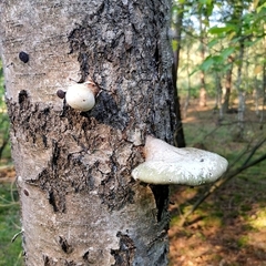 Fomitopsis betulina