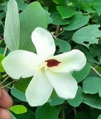 Bauhinia