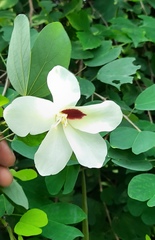 Bauhinia