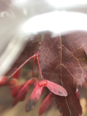 Acer