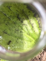 Lasius