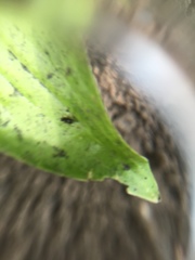 Lasius