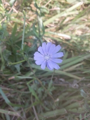 Cichorium intybus