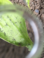 Lasius