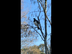 Hemiphaga novaeseelandiae