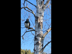 Hemiphaga novaeseelandiae