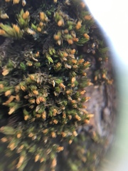 Ulota crispa