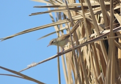Prinia lepida