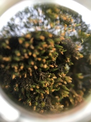 Ulota crispa