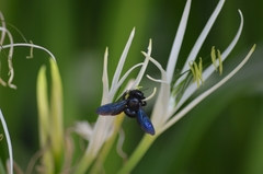 Xylocopa sulcatipes