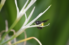 Xylocopa sulcatipes