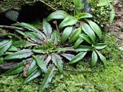 Plantago triandra