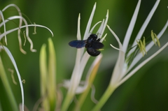 Xylocopa sulcatipes