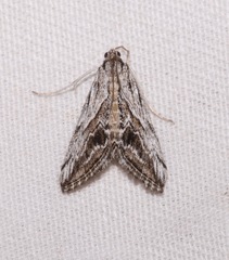 Evergestis simulatilis