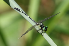 Austrogomphus prasinus