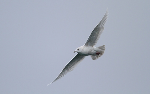 Gaviota groenlandesa (Larus glaucoides)