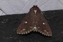 Condica abida