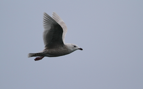 Gaviota groenlandesa (Larus glaucoides)