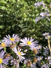 Symphyotrichum