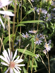 Symphyotrichum