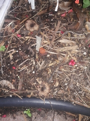 Leucocoprinus brebissonii