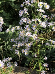 Symphyotrichum