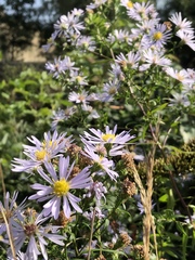 Symphyotrichum