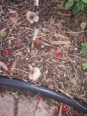 Leucocoprinus brebissonii