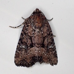 Mesapamea fractilinea