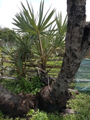 Arecaceae