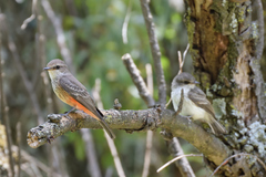 Pyrocephalus rubinus