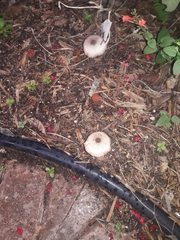 Leucocoprinus brebissonii