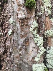 Lasius