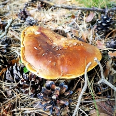 Boletaceae
