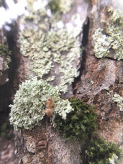 Lasius