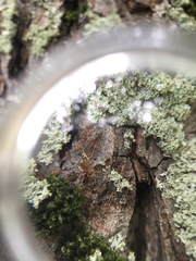 Lasius