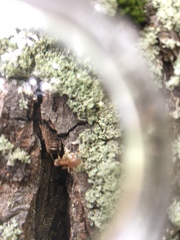 Lasius