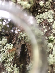 Lasius