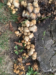 Coprinellus micaceus