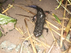 Cynops pyrrhogaster