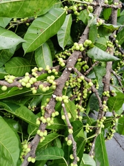 Ficus virens sublanceolata
