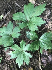 Hydrastis canadensis