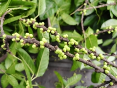Ficus virens sublanceolata
