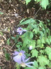 Symphyotrichum retroflexum