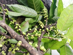 Ficus virens sublanceolata