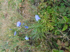 Campanula intercedens